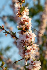 cherry blossom branch