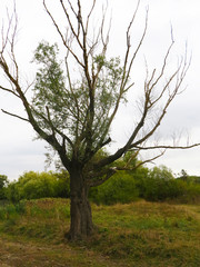 Obraz premium a large tree without leaves in the field 