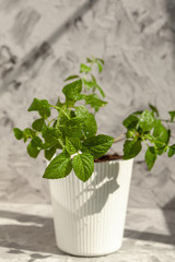House plant. Green plant Plectranthus australis in a white pot on a gray background