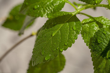 Green leaves of Plectranthus australis plants on a grey background