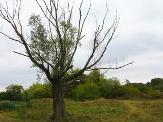  a large tree without leaves in the field 