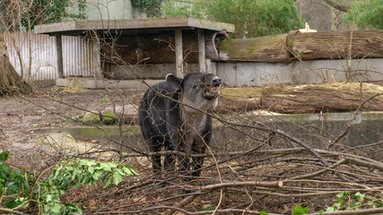 tapir