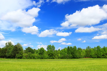 Green wheat field with blue sky 