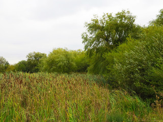    green reed on the lake in summer