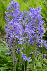 hasenglöckchen hyacinthoides