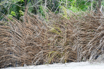 strw fence with brown wickers, with greenery