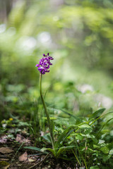 Orchis wild flower in the forest vintage lens rendering