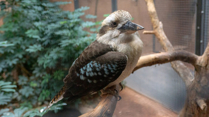 tropicat bird