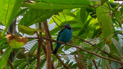 tropical bird