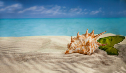 Obraz na płótnie Canvas the beach of a tropical Paradise sea island, with shells and the shade of palm trees
