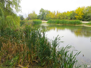 green lake with willow reeds