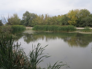 green lake with willow reeds