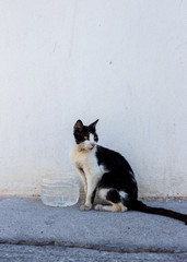 Wild cats on the streets.