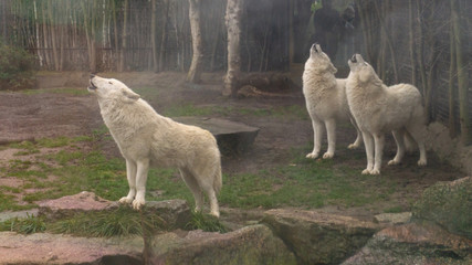 polar wolves