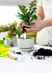 Plant transplantation. Transplanting houseplant, anthurium in pot.