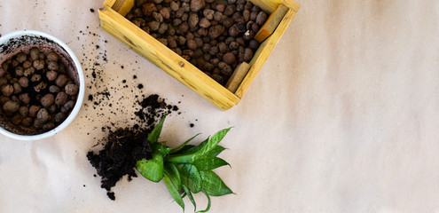 Plant transplantation. Transplanting houseplant, anthurium in pot.
