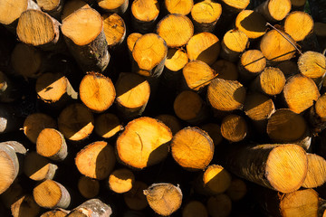 Wood for the wood burner