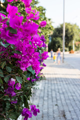 Pink flower on a background of palm trees and a hotel.