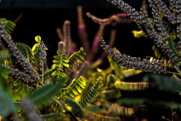Autumn garden plants in evening light