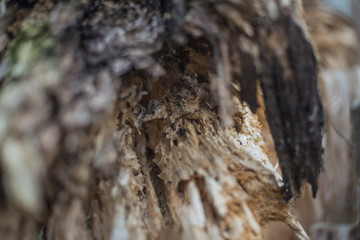wood pattern of a broken tree. tree eaten by bark beetle