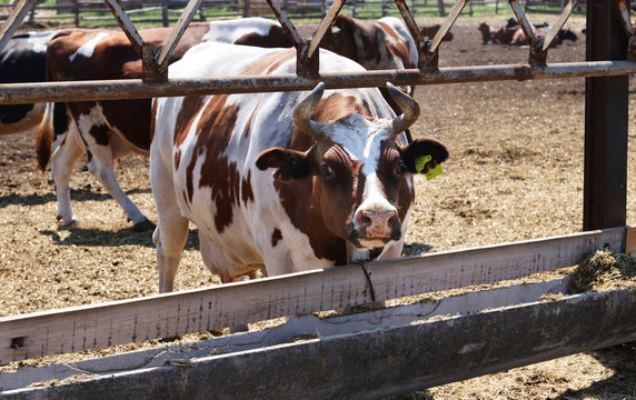 Cows dairy farm outdoors. White-brown cow near the feeding trough closeup. Livestock concept.