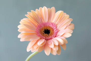 orange gerbera flower