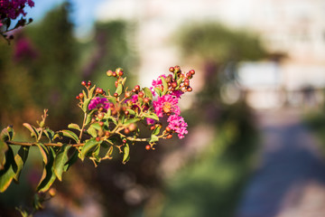 Pink flower on a background of palm trees and a hotel.