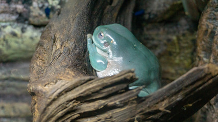 blue frog