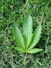Medical marijuana leaf on green grass background