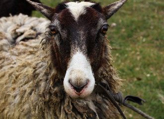 Cute sheep on the farm