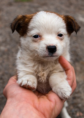 Cute sleepy puppy on a man’s hand