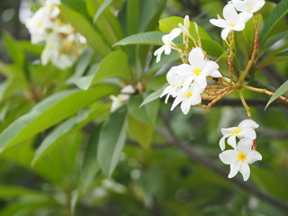 Frangipani, Plumeria, Graveyard Temple tree Apocynaceae, flower blooming in garden nature background petals are white, the middle part is yellow