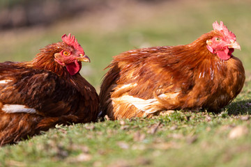 Dos (2) pollos ecológicos descansando en la hierba
