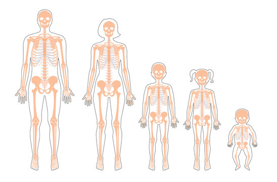 Human skeleton of different ages