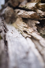 wood drawing  in a broken tree