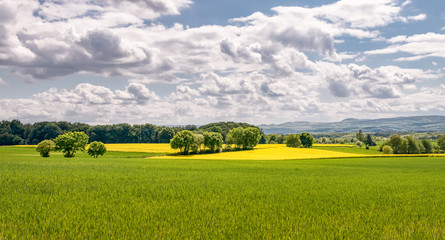 Farmland with trees in spring, a landscape with fields of yellow flowering rapeseed in Westerwald, view onto the hills of the Eifel, Rhineland-Palatinate, Germany