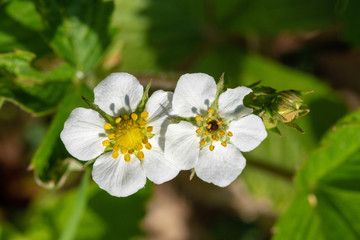 
The flower of Fragaria vesca, commonly called wild strawberry or woodland strawberry 
