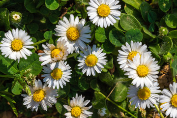 Fototapeta premium common daisy (Bellis perennis) on the meadow