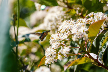 A rose chafer (Cetonia aurata) flying over a flowering plant. The fast wings movement make the insect look like a  hummingbird.