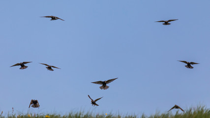 Stare im Flug