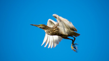 Indian pond heron (Ardeola grayii) ready to fly from tree branch