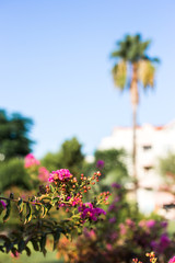 Pink flower on a background of palm trees and a hotel.