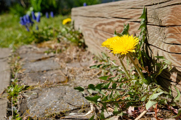 Beautiful yellow dandelion plant flowering at the wooden bar of stairs in a springtime garden. Seen in Germany in April.