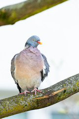 Wood Pigeon Sit On A Tree Branch.
