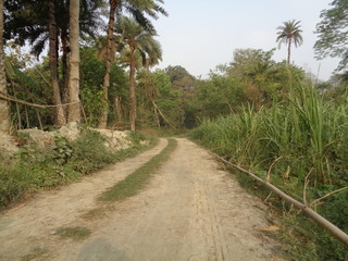 palm trees on the road