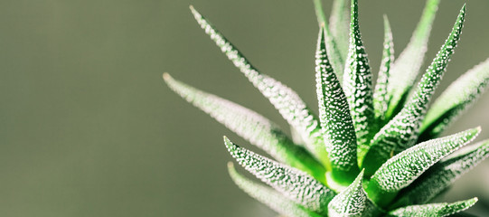 Evergreen succulent haworthia close up on green background. Natural environment background with copy space. Banner for website. Selective focus.
