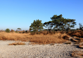 sand dunes in Cross border park De Zoom, Kalmthout heath, Belgium, The Netherlands
