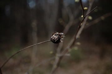 plant close in the forest