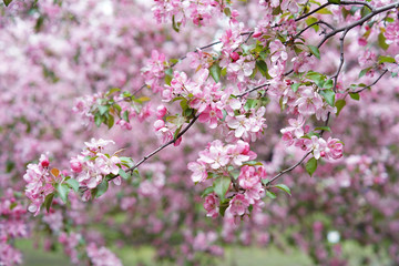 Pink Apple flowers close up on the background of an Apple orchard