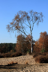 sandy dunes and trees in Cross border park De Zoom, Kalmthout heath, Belgium, The Netherlands